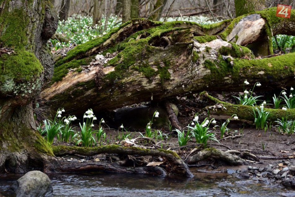 FOTO: Jovsianska hrabina v celej svojej kráse. Odetá do biela!