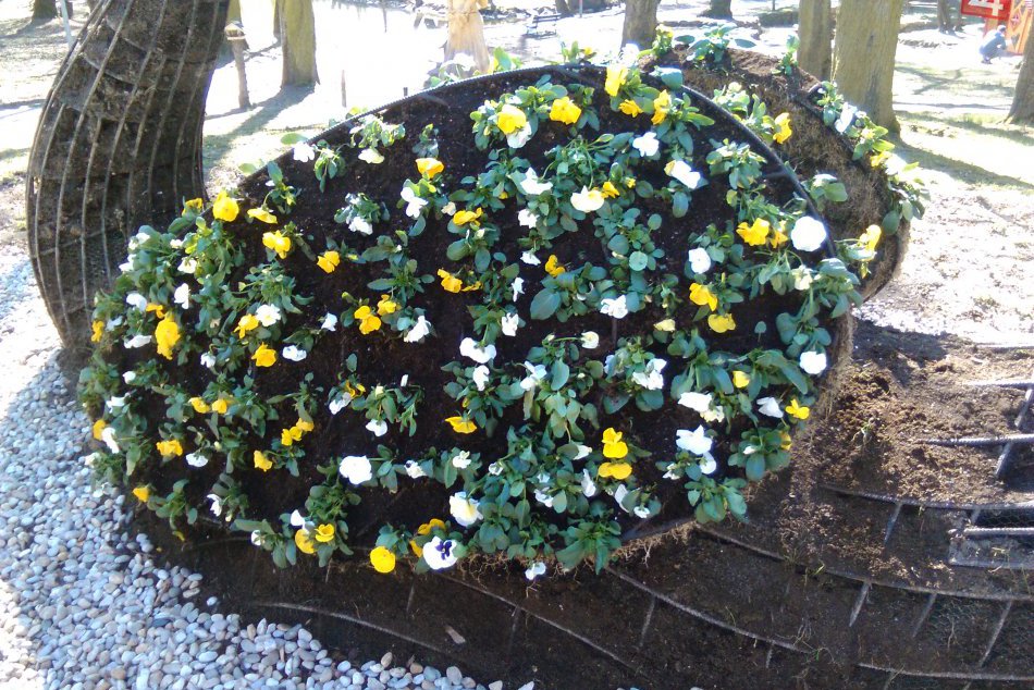 V OBRAZOCH: Labuť v lučeneckom Mestskom parku opäť rozkvitá