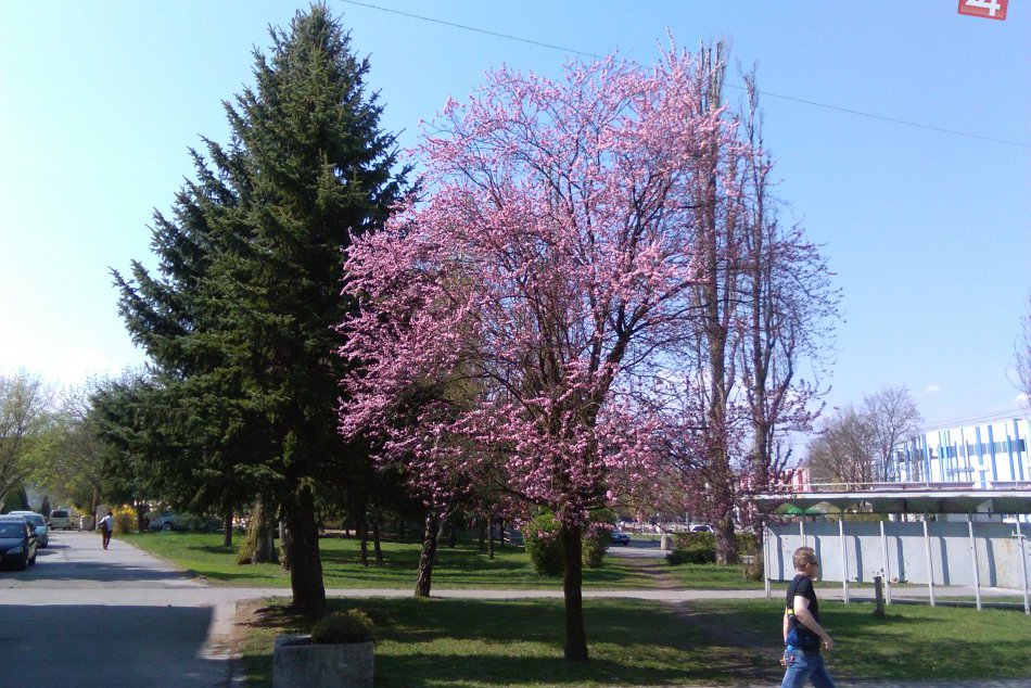 V OBRAZOCH: Lučenec zdobia sakury aj zlatý dážď