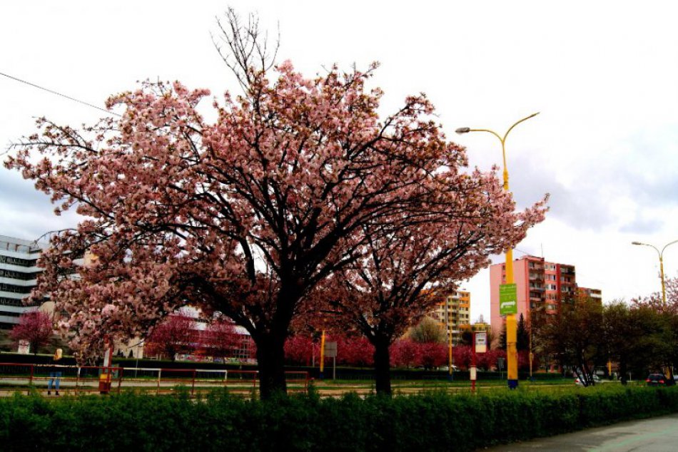 Japonské čerešne sú na jar dominantou košických ulíc: Pozrite tú krásu!