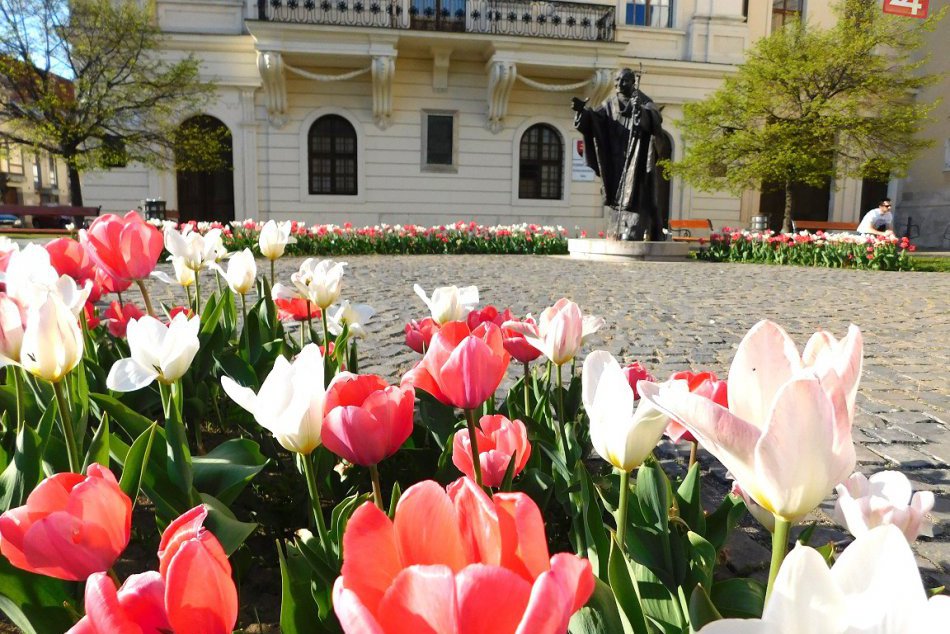 Jar nášmu mestu pridala na kráse: 10 fotiek z Trnavy  ako dôkaz
