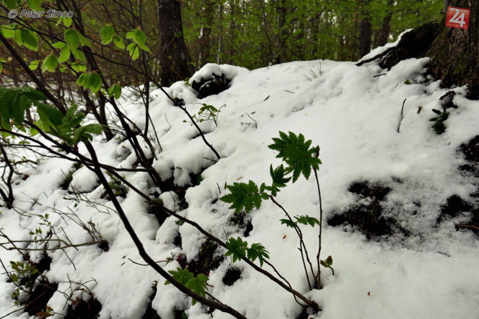 Obrazom: Zasnežený Pačanský kopec