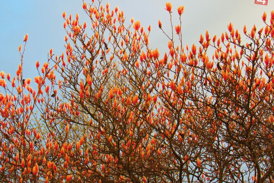 Jar nášmu mestu pridala na kráse: 15 fotiek z Prešova ako dôkaz