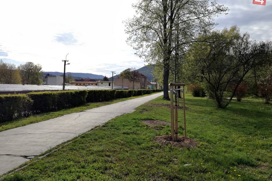 Obrazom: Vo veľkom parku pribudli nové stromy
