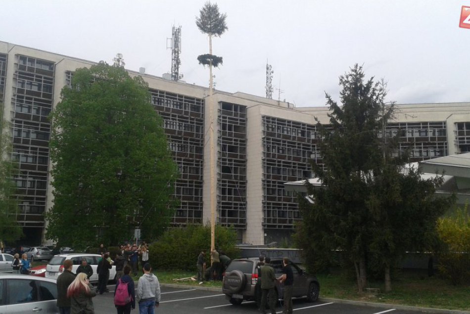 V OBRAZOCH: Pred Technickou univerzitou vo Zvolene vyrástol máj