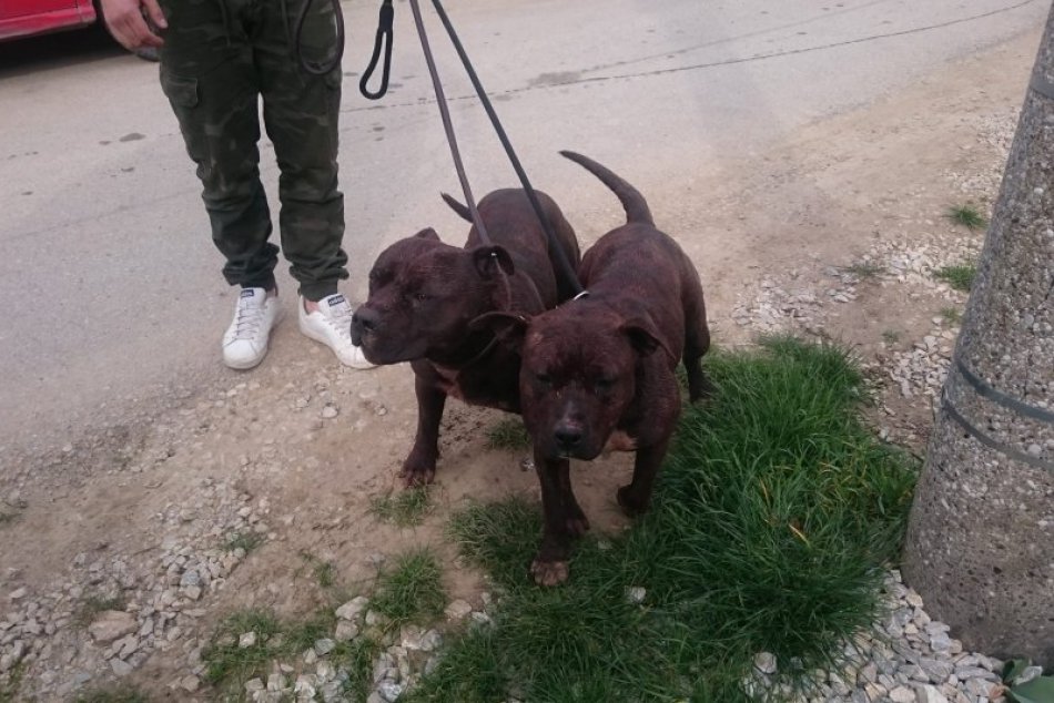 Krutá smrť zvierat na rodinnej farme pri Nitre: Koňa a kozy dohrýzli psy