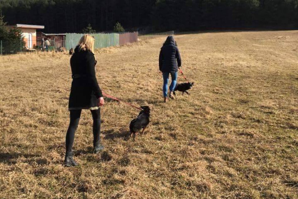 Mladé gymnazistky sa venujú psíkom z útulku v rámci voľného času