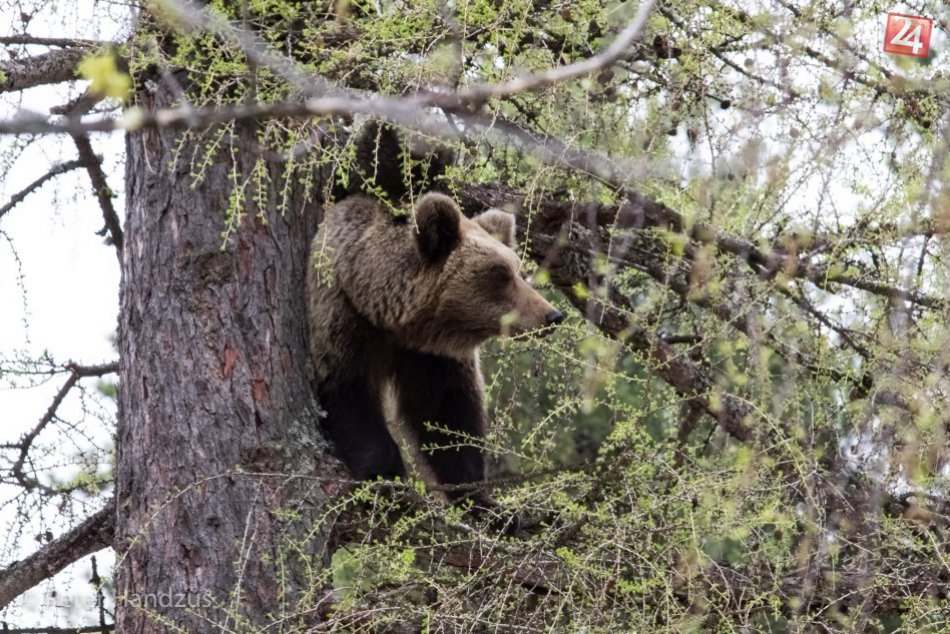 Medvedia rodina na strome