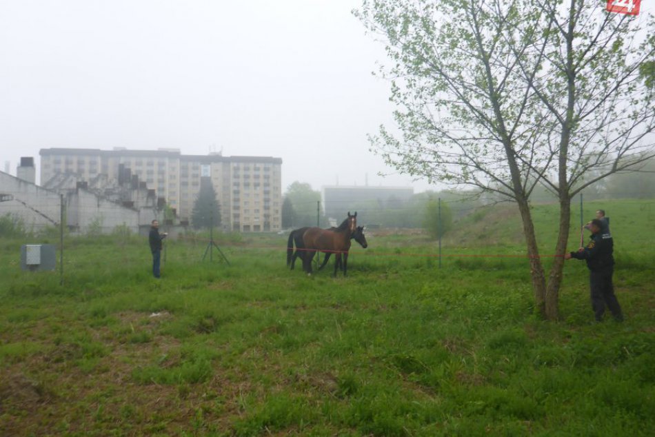V OBRAZOCH: Mestskí policajti v akcii. Vo Zvolene chytali kone