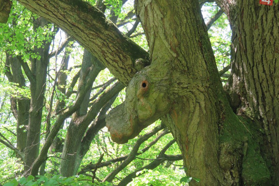 Príroda sa vie postarať o ozajstné divy: Toto sa nachádza v lese pri Prešove! 