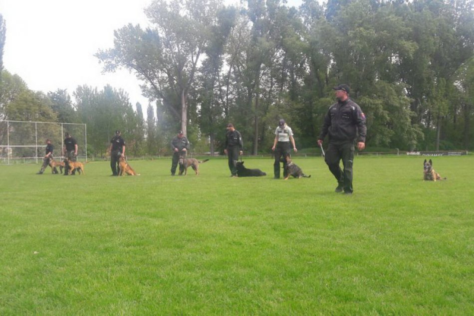 Na svoju prácu majú nos: TOTO sú najlepšie policajné psy v kraji, FOTO
