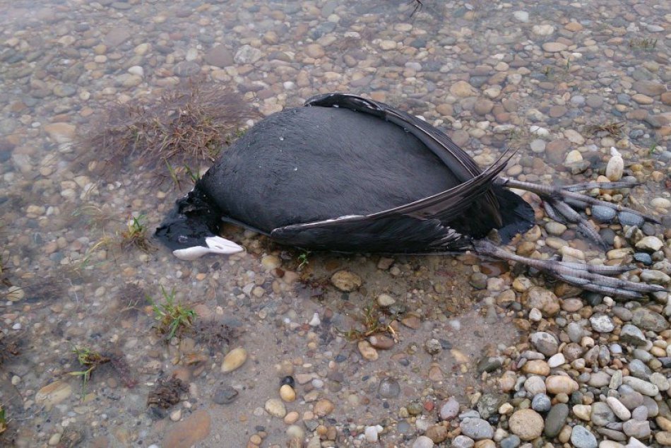 Telá uhynutých živočíchov