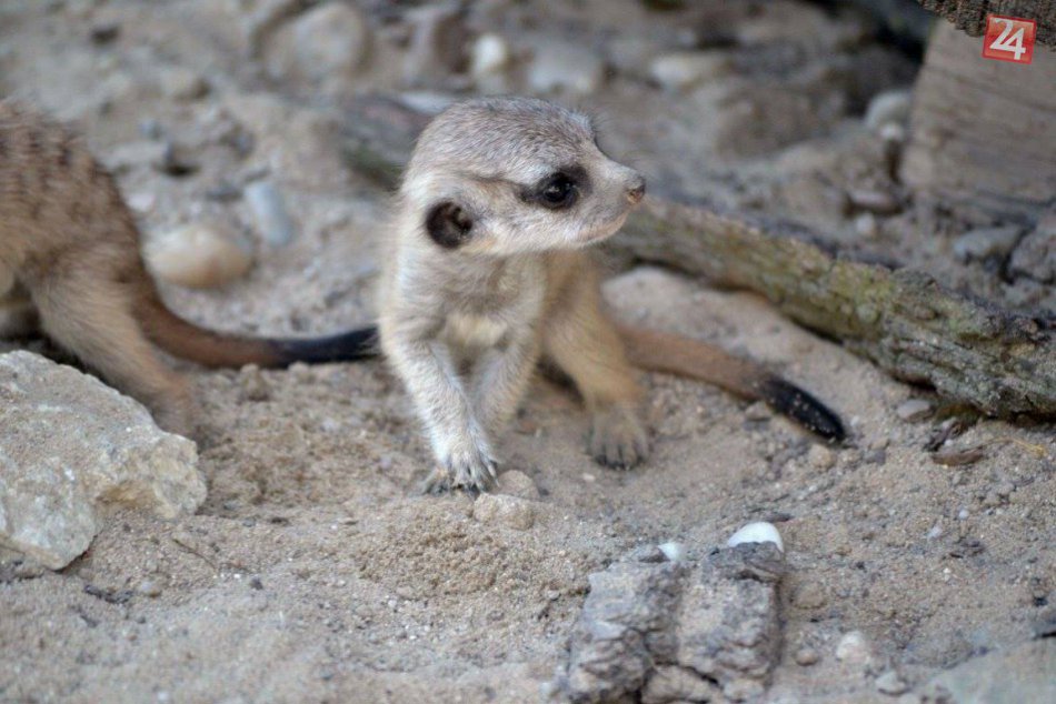 Mláďatá v ZOO Bratislava