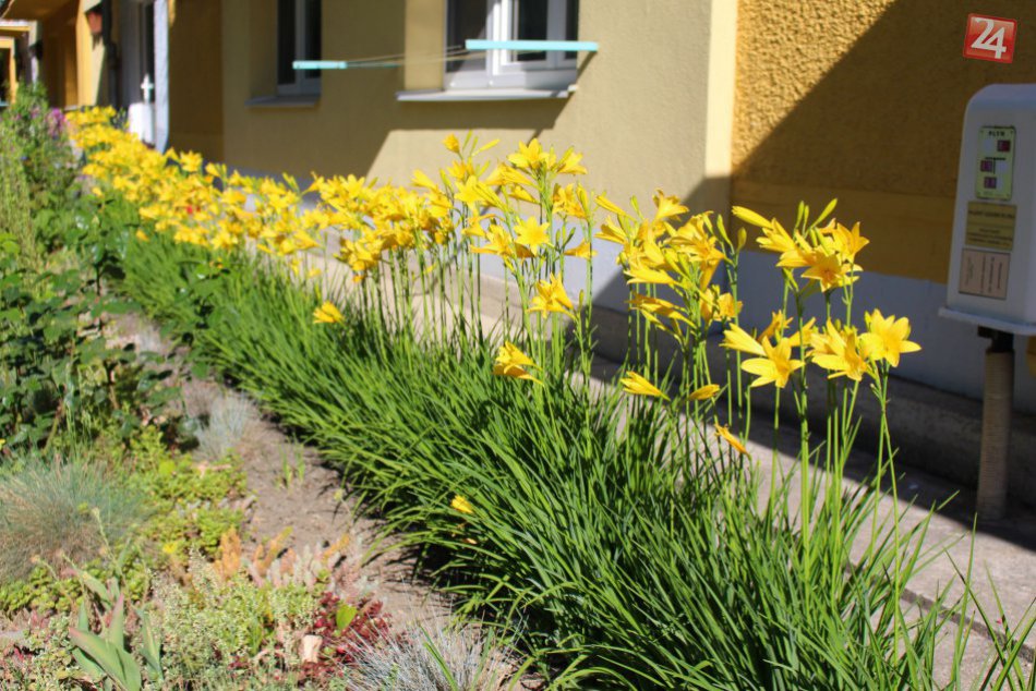 V OBRAZOCH: Farebná krása bystrických predzáhradiek