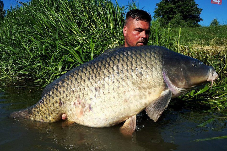 Poklady rieky Nitry: Martin chytil pod Zoborom takmer metrového kapra, FOTO