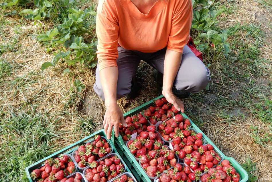 Jahody sú už červené aj neďaleko Prešova: FOTKY ako dôkaz!
