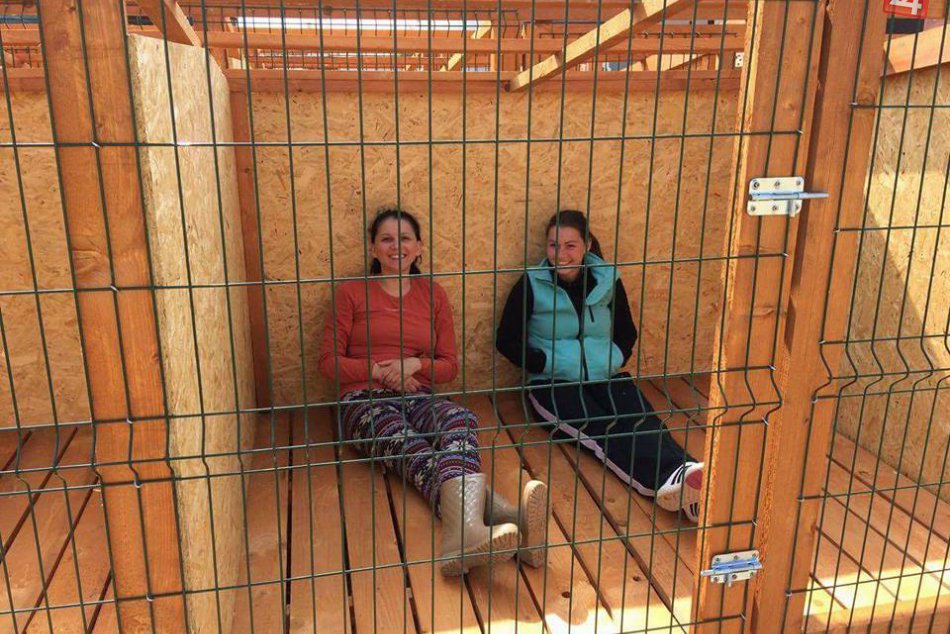 Vzniká miesto pre opustené mačky a psíkov: Starajú sa o nich Mačací anjeli