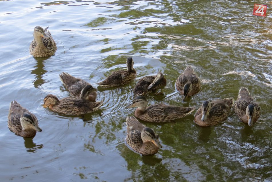 Pohodu na Vinianskom jazere si neužívajú iba ľudia: Veď sledujte tie zábery :)
