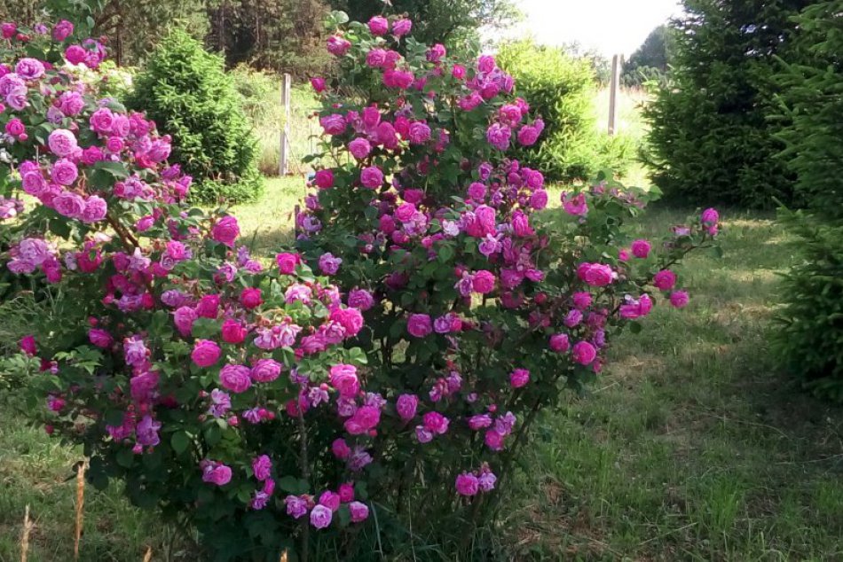 V OBRAZOCH: Dni ruží vo zvolenskom arboréte