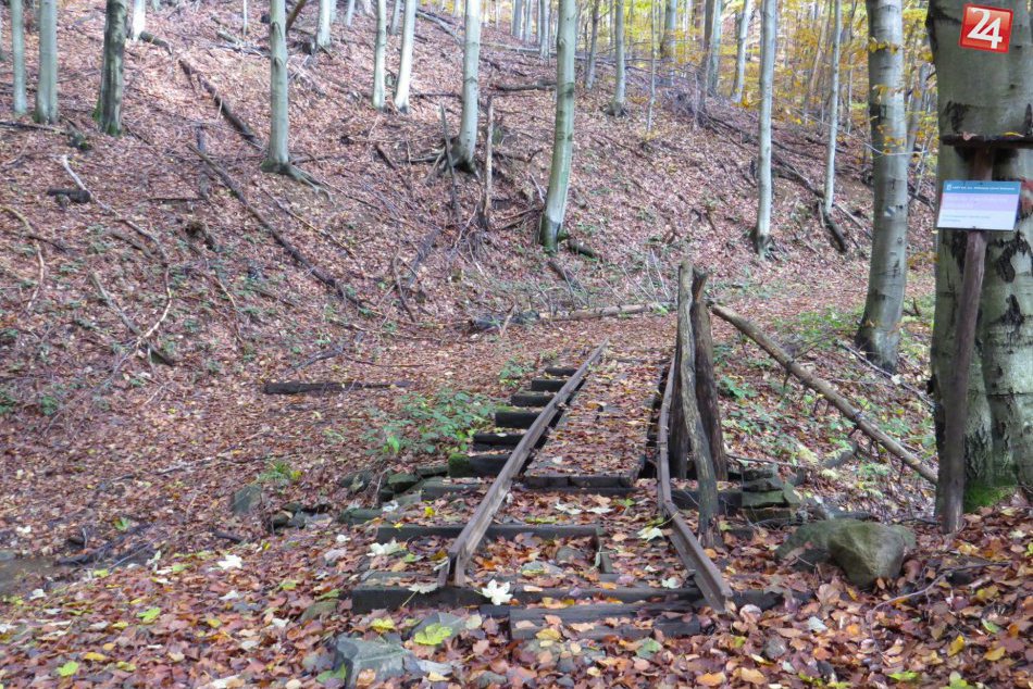 OBRAZOM: Viete o nich? Takéto lákavé lesy môžete nájsť v okolí Michaloviec!