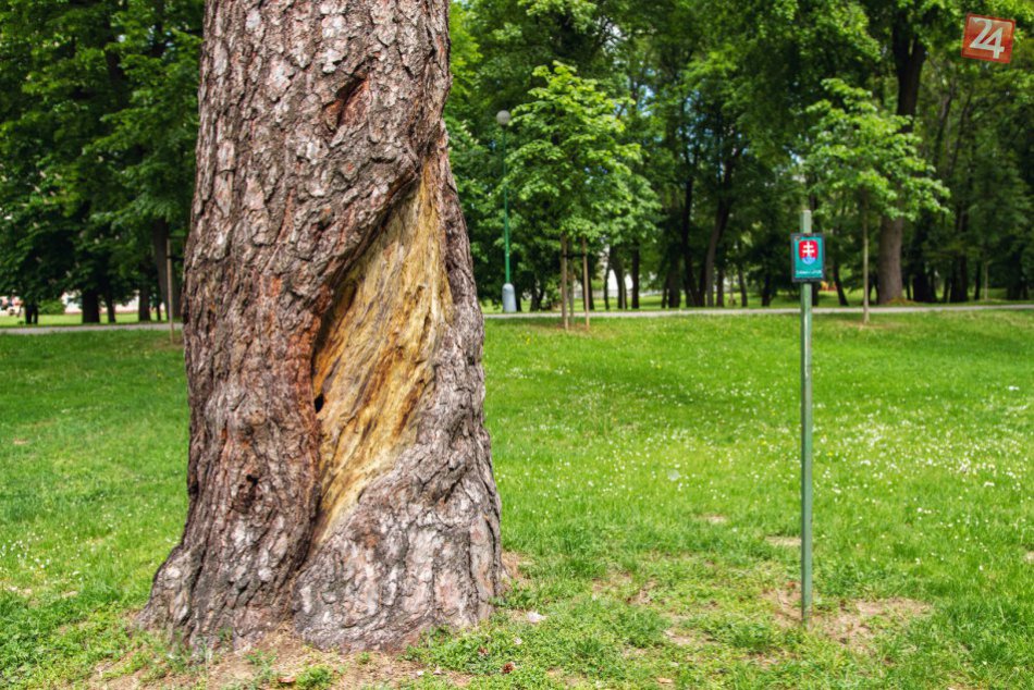 FOTO: Borovica lesná z Hlohovca strieborná v ankete Strom roka 2017