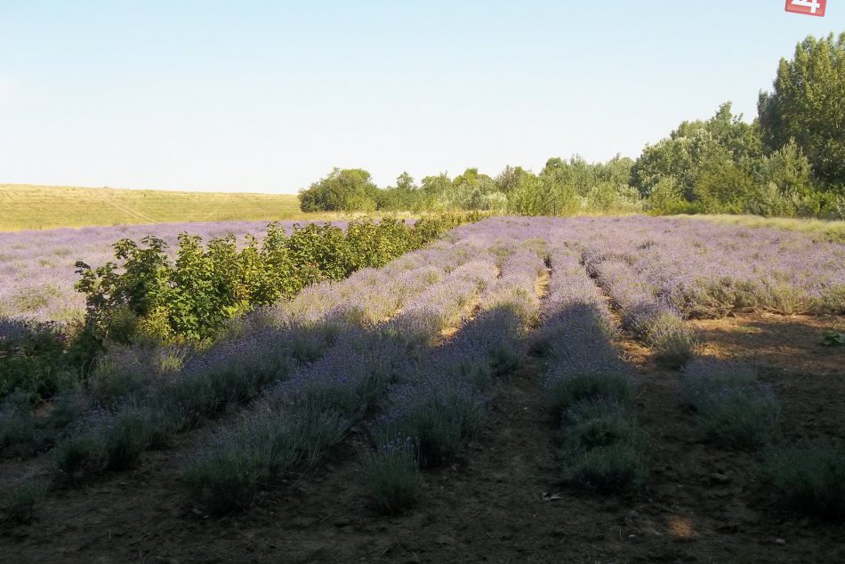 Levanduľový raj blízko Šale: Grznárovci pokračujú v tradícii