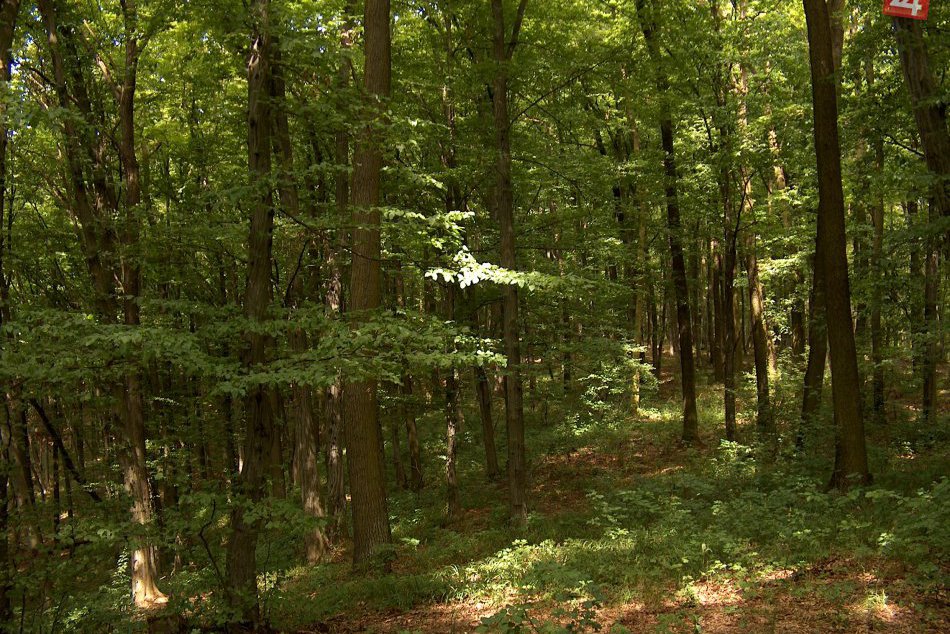 Nádherná príroda pri Prešove: V okolí Kanaša vám pri turistike pohľadí dušu