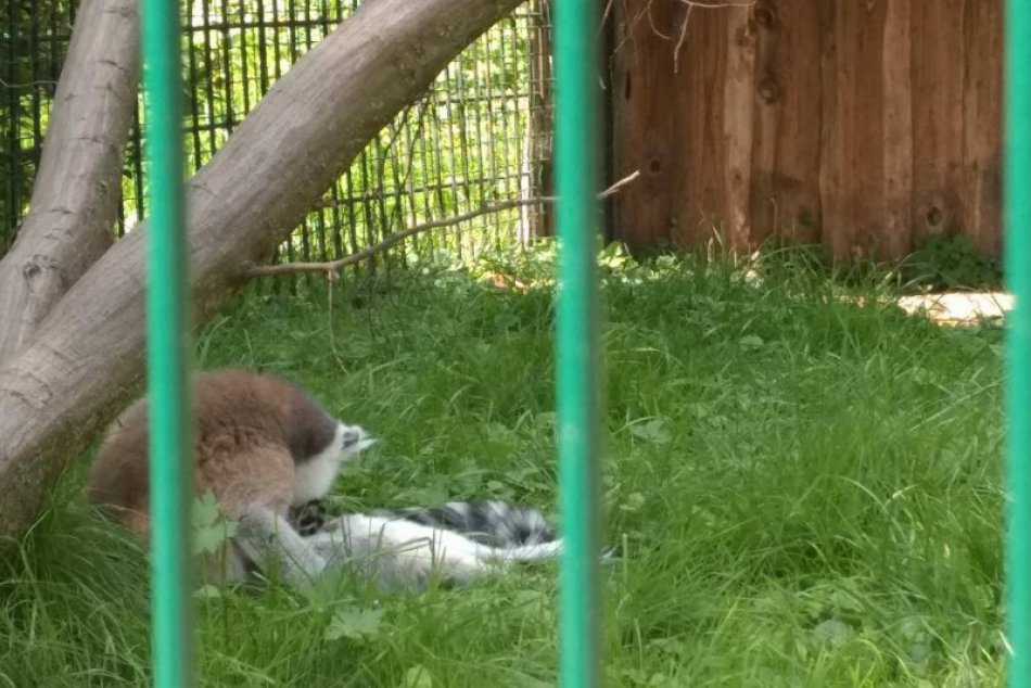 Pozrite si ich na FOTKÁCH: V novoveskej zoo pribudli noví obyvatelia