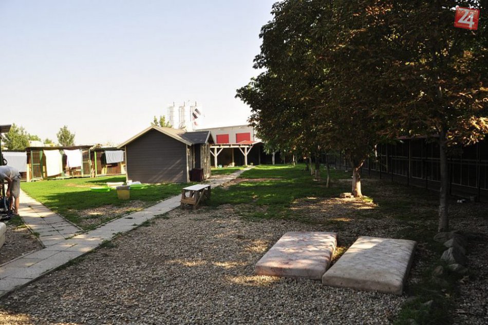 OBRAZOM: Aj takto pomáha trnavský útulok v horúčave psom 