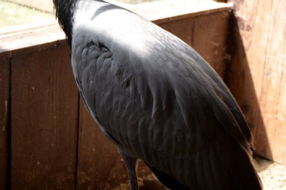 Mláďa žeriava v košickej zoo