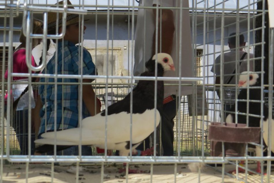 V obrazoch: Takéto zvieratá ste mohli obdivovať pri michalovskom námestí