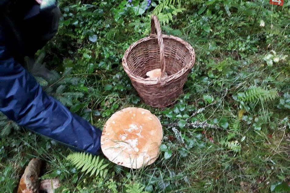 Huby v okolí Žiliny, Bytče a v Rajeckej doline