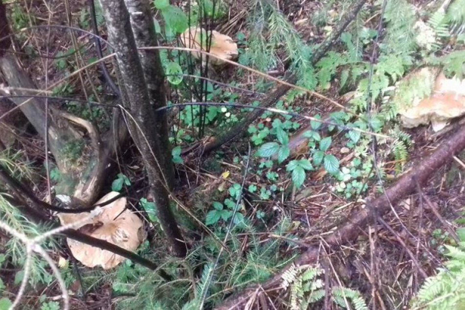 V obrazoch: Jana zo Spišskej zažila počas prechádzky krásne hubové prekvapenie!