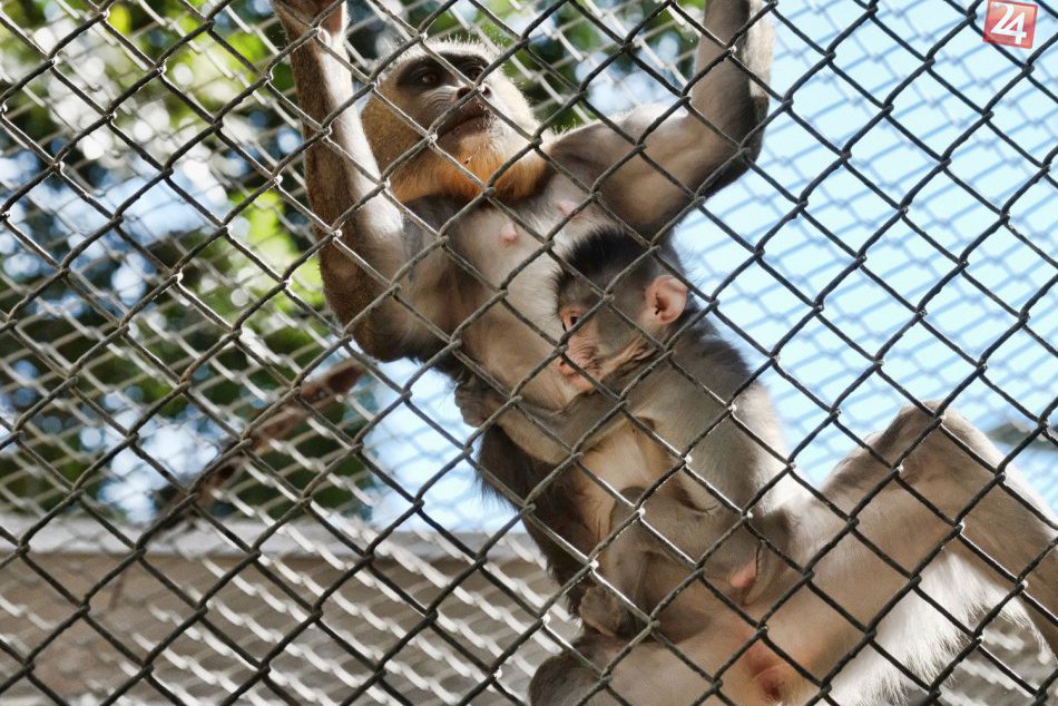 KURIOZITA DŇA: ZOO v Los Angeles sa teší z dvoch roztomilých prírastkov