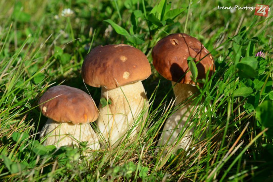 Keď sa spoja dve vášne: Irena chodí na huby aj s foťákom a toto sú výsledky!