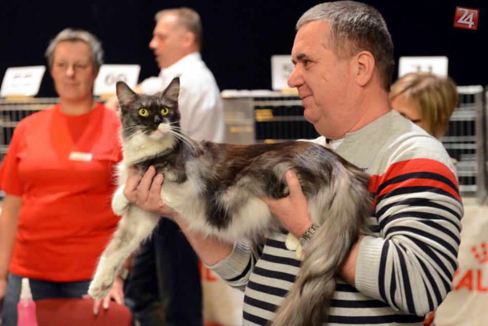 V OBRAZOCH: Výstava mačiek