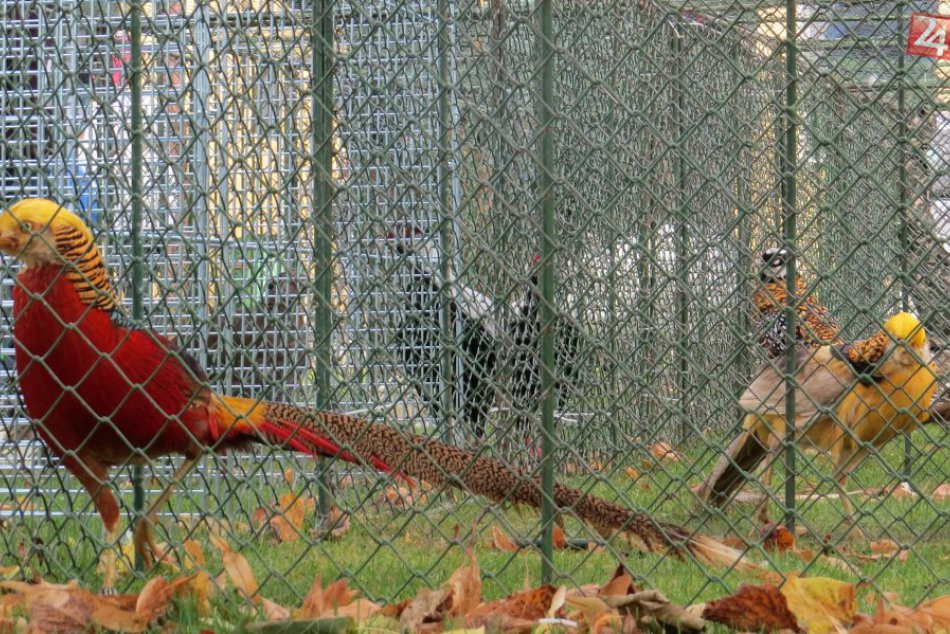 V obci pri Michalovciach sa bolo na čo pozerať: Takéto zvieratá upútali pohľady 