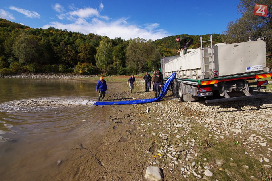 Vysádzanie kaprov: Do Nosickej priehrady vypustili tisíce rýb