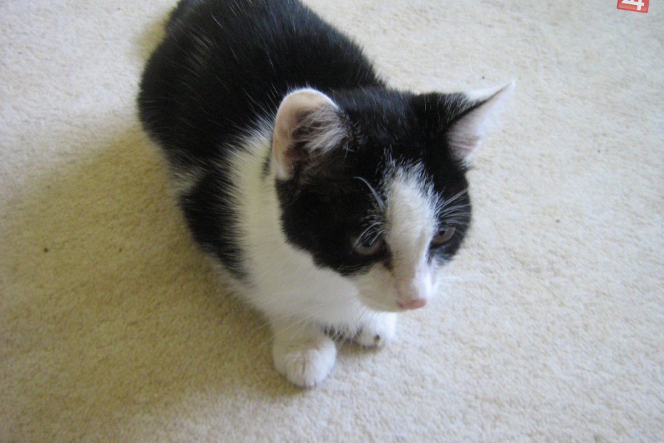 V OBRAZOCH: V Bystrici sa stratil kocúrik. Nevideli ste ho niekde?