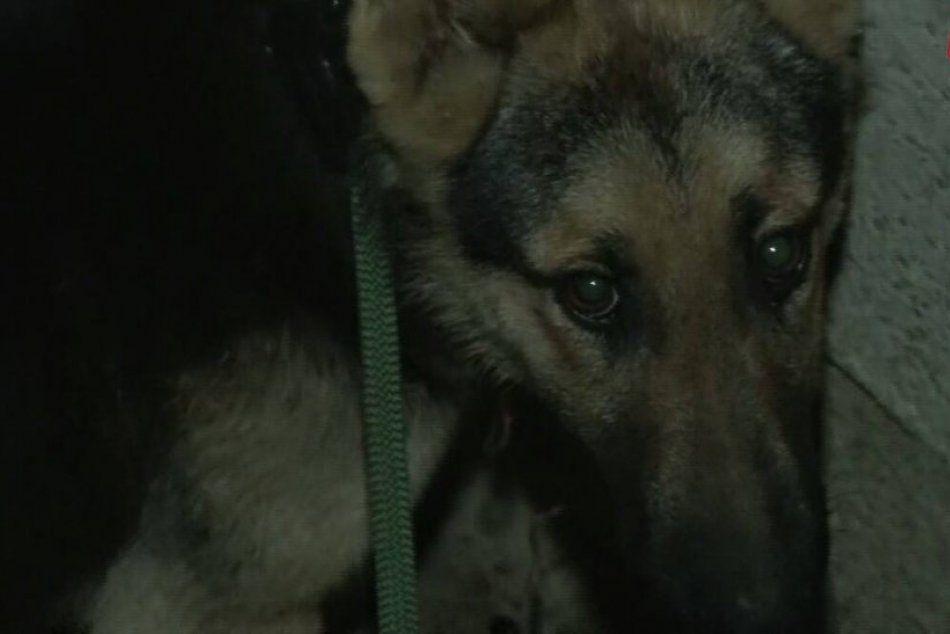 Zachránila ho náhoda: Na kosť vyhladovaného psíka vytiahli z betónovej šachty, F