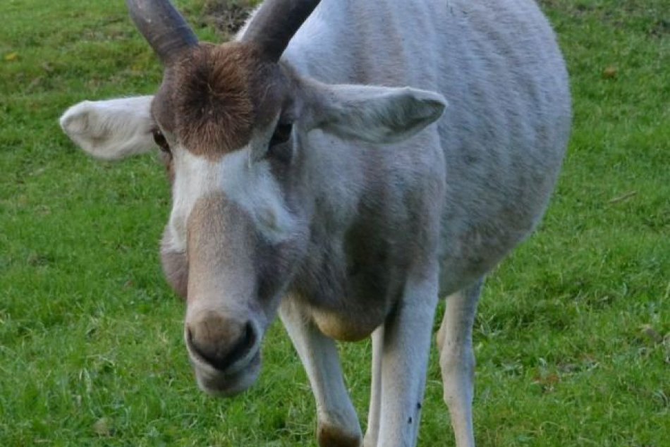 Nové zvieratá v bratislavskej ZOO