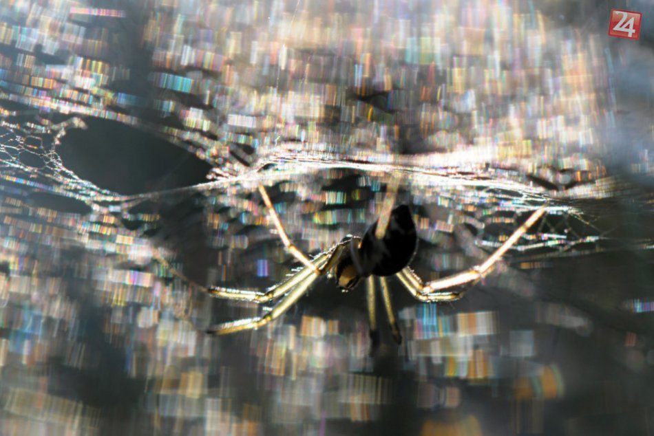 Úžasné zábery zvierat zachytené objektívom Novovešťanky..