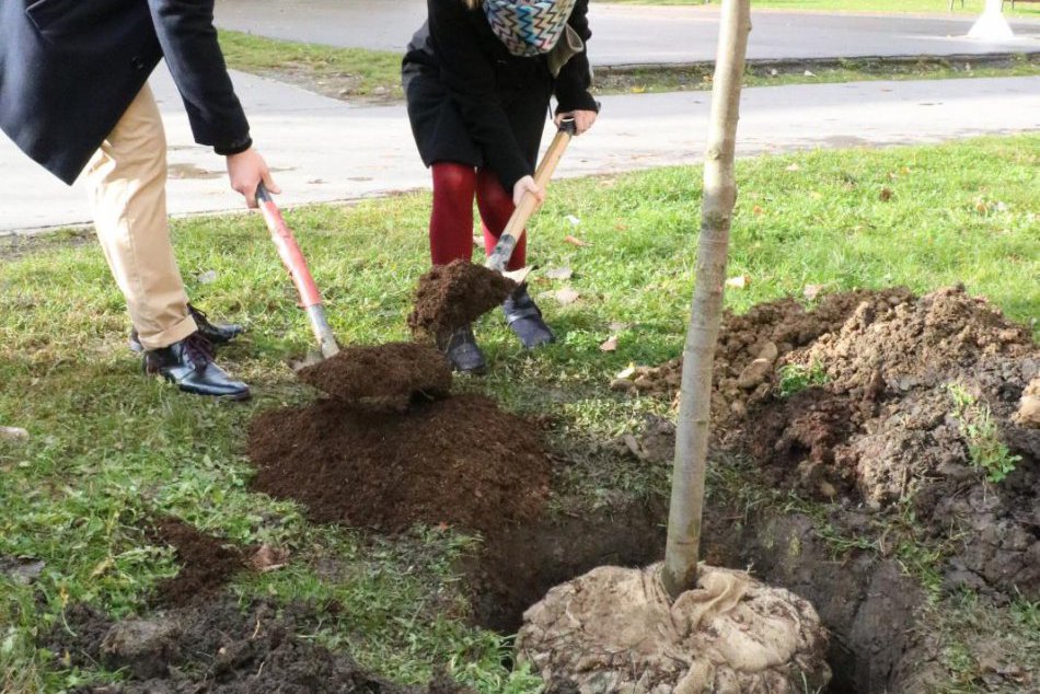 V Aleji novomanželov v Prešove pribudla lipa: Postaral sa o to tento pár, FOTO