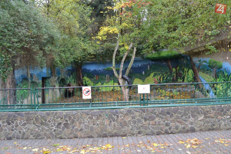 Medveď hnedý v bratislavskej ZOO