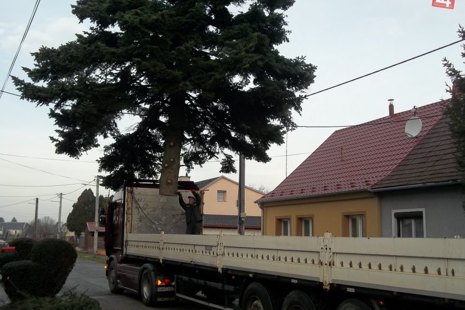 FOTO: V Šali osadili stromčeky, budú až tri!