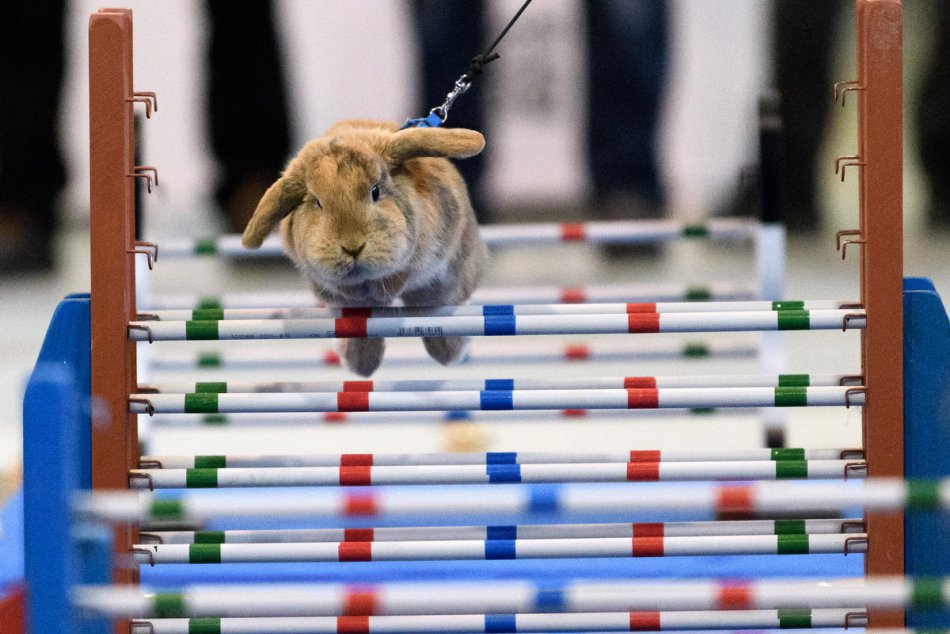 Výstava zvierat v Nitre: Nechýbali majstrovstvá v Králičom hope, FOTO