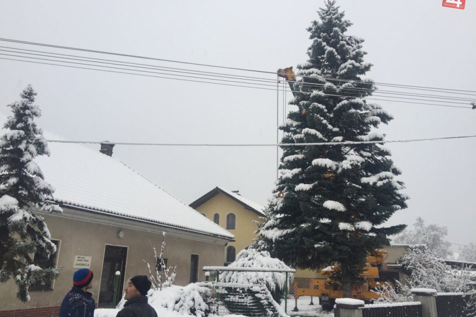 Považskobystrický vianočný stromček: Takto vyzerala jeho púť z Jasenice