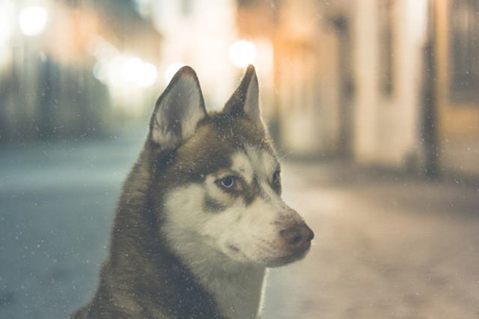 FOTO: Trnavčan zachytil Trnavu s prvým snehom. Magické zábery Marcela v centre
