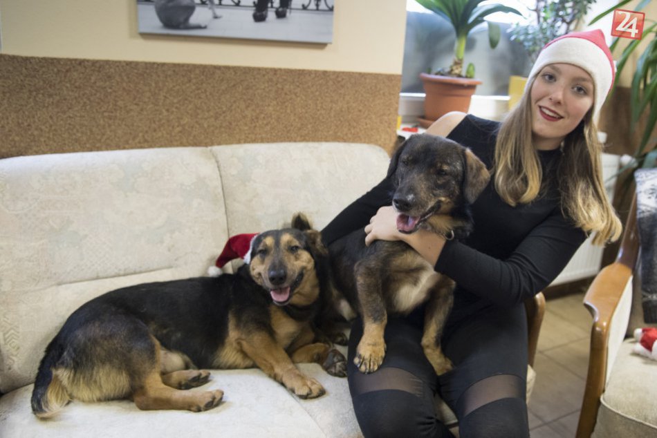 Mikulášske venčenie v útulku Slobody zvierat