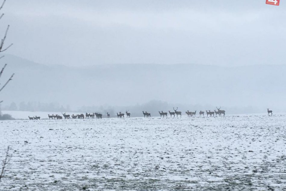 Obrazom: Desiatky jeleňov pri Krásnohorskom Podhradí